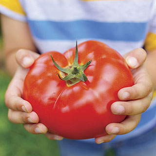 Big Beef Hybrid Tomato Seeds