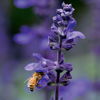 Big Blue Salvia Seeds