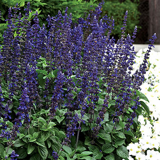 Big Blue Salvia Seeds