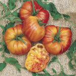 Big Rainbow Tomato Seeds 1