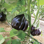 Black Beauty Organic Eggplant Seeds 1