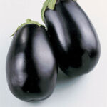 Black Beauty Organic Eggplant Seeds 1