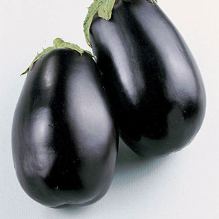 Black Beauty Organic Eggplant Seeds