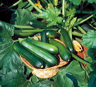 Black Beauty Organic Squash