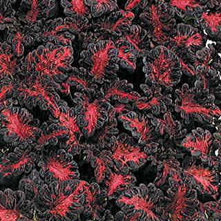 Black Dragon Coleus Seeds