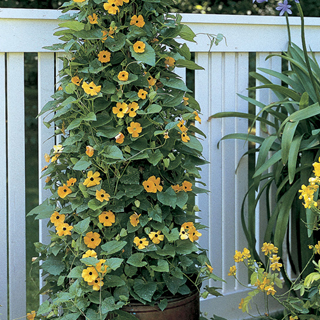 Black-Eyed Susan Vine Seeds