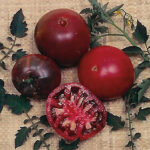 Black Krim Tomato Seeds 1