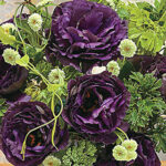 Black Pearl Lisianthus Seeds 1