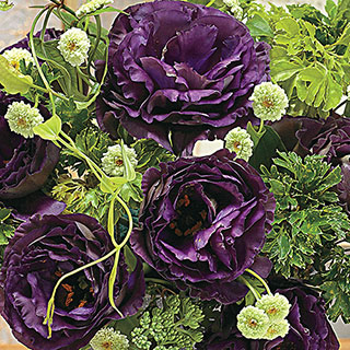 Black Pearl Lisianthus Seeds