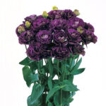 Black Pearl Lisianthus Seeds 1