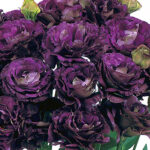 Black Pearl Lisianthus Seeds 1