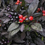Black Pearl Ornamental Pepper Seeds 1