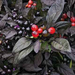 Black Pearl Ornamental Pepper Seeds
