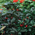 Black Pearl Ornamental Pepper Seeds 1