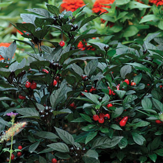 Black Pearl Ornamental Pepper Seeds