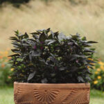 Black Pearl Ornamental Pepper Seeds 1