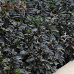 Black Pearl Ornamental Pepper Seeds 1