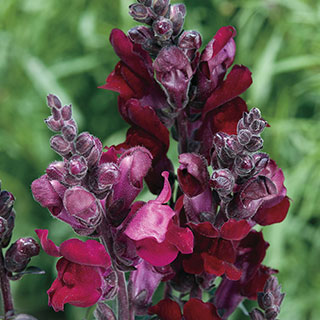 Black Prince Snapdragon Seeds