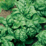 Bloomsdale Organic Hybrid Spinach Seeds 1