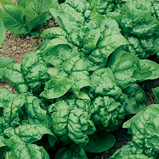 Bloomsdale Organic Hybrid Spinach Seeds