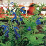 Blue Angel Salvia Seeds 1