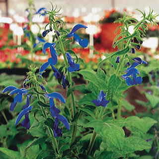 Blue Angel Salvia Seeds