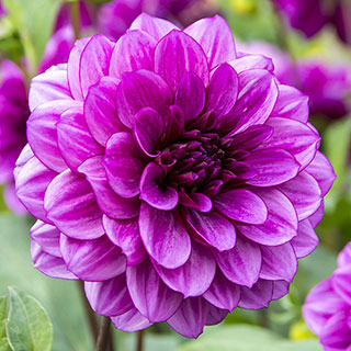 Blue Bell Dahlia