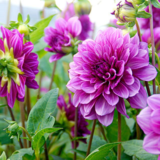 Blue Bell Dahlia