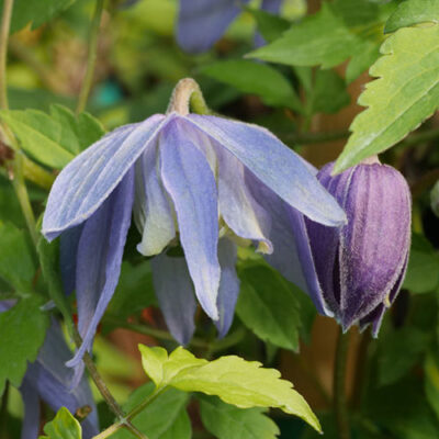 'Blue Bird'  Clematis