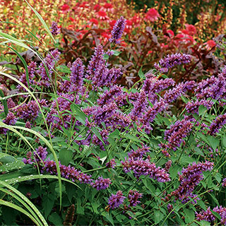 'Blue Boa' Hummingbird Mint