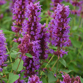 'Blue Boa' Hummingbird Mint