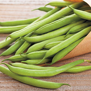 Blue Lake FM-1 Bean Seeds