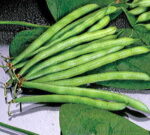 Blue Lake FM-1 Bean Seeds 1