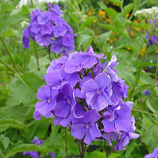 Blue Paradise Phlox