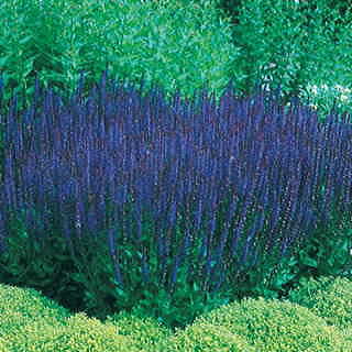 Blue Queen Salvia Seeds