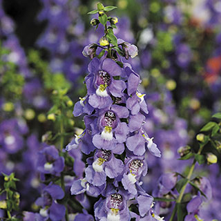 Blue Serena® Angelonia Seeds