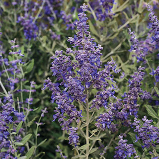 Blue Steel Russian Sage Seeds