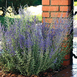 Blue Steel Russian Sage Seeds