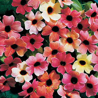 Blushing Susie Black-Eyed Susan Vine