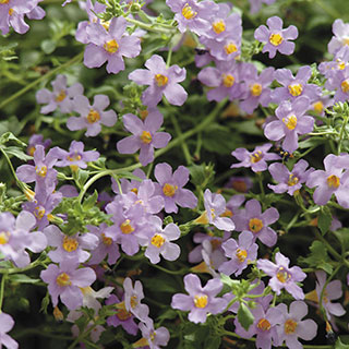 Blutopia Bacopa Seeds