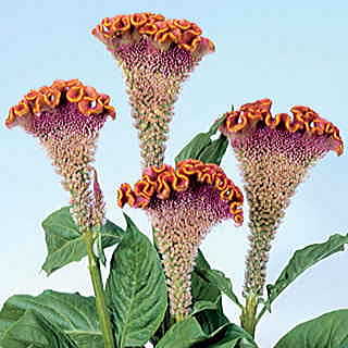 Bombay Fiora Deep Gold Cockscomb Seeds