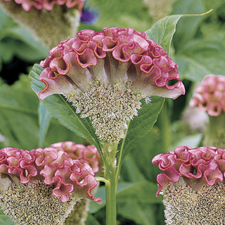 Bombay Pink Cockscomb Seeds