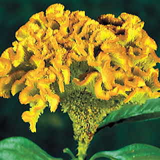 Bombay Yellow Gold Cockscomb Seeds