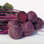 Boro Hybrid Organic Beet Seeds 1