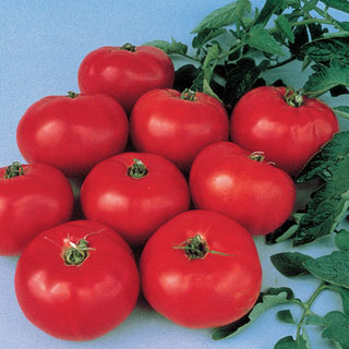 Brandywine Tomato Seeds