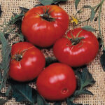 Brandywine Tomato Seeds 1