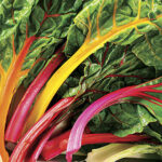 Bright Lights Swiss Chard Seed Tape 1