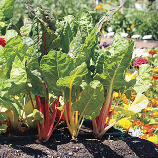 Bright Lights Swiss Chard Seeds