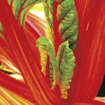 Bright Lights Swiss Chard Seeds 1