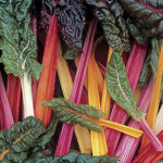 Bright Lights Swiss Chard Seeds 1